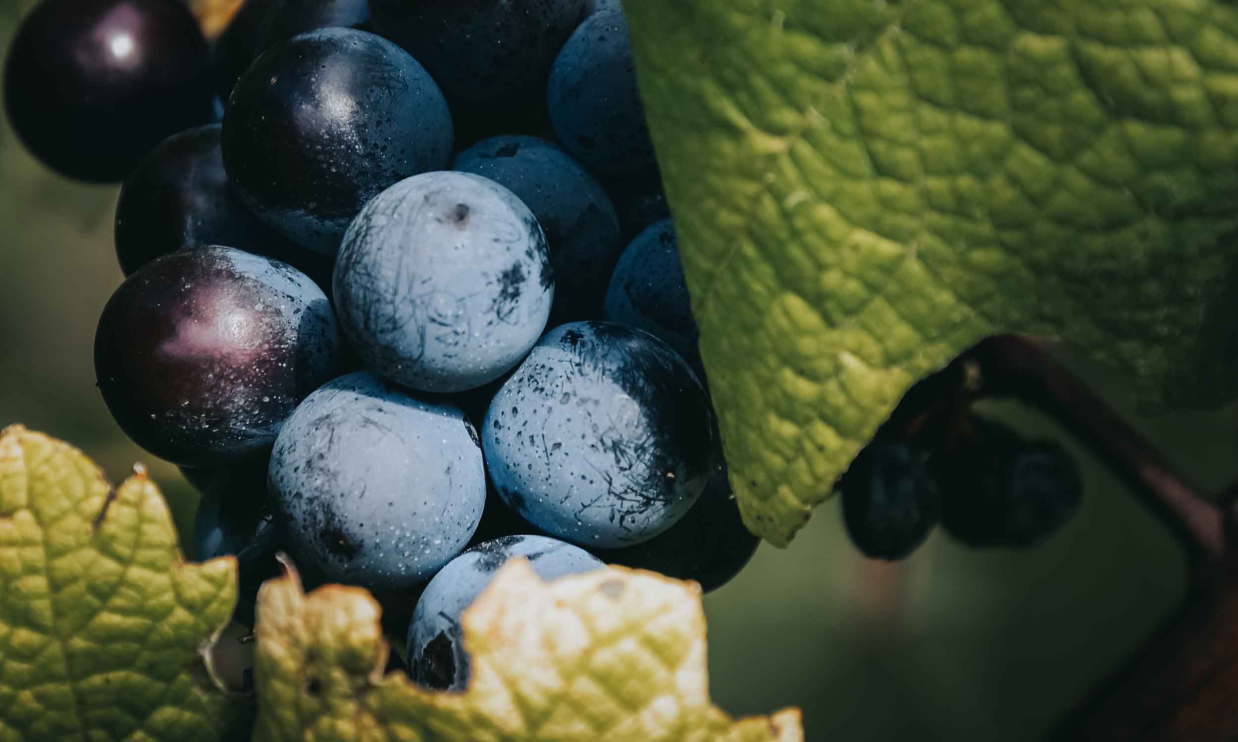 Vendemmia-2024